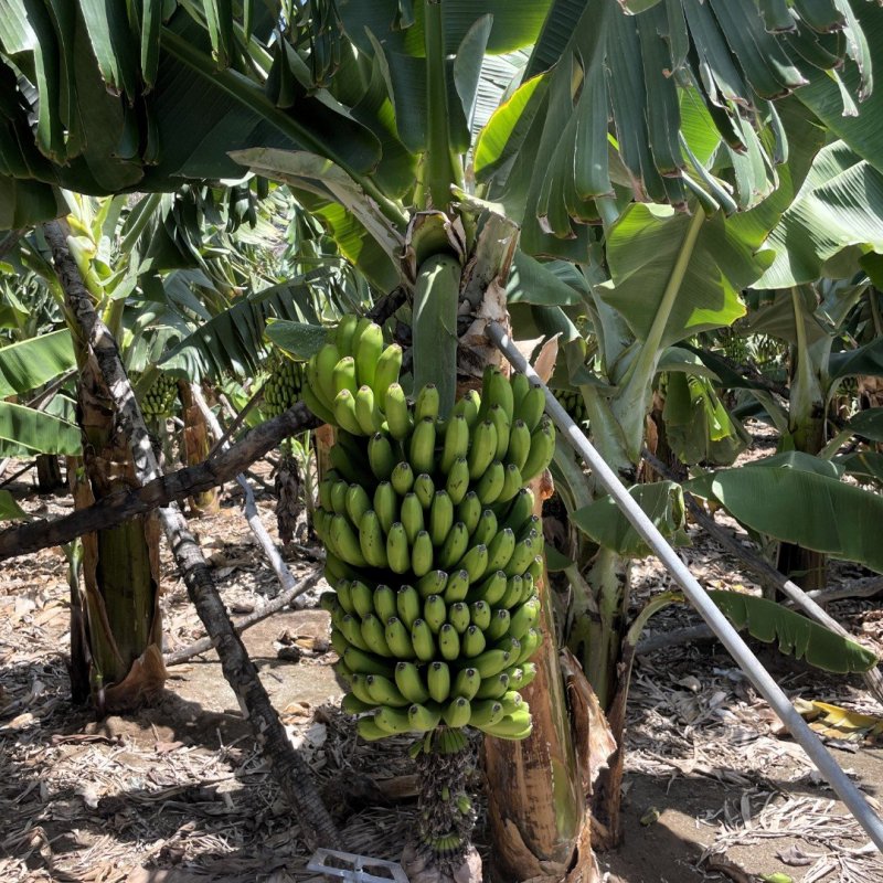 Ecofinca Platanológico, banánová ekologická plantáž v Los Llanos de Aridane